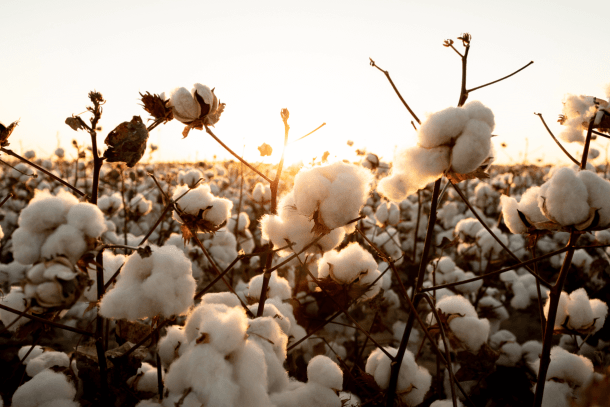 Cotton-thumb